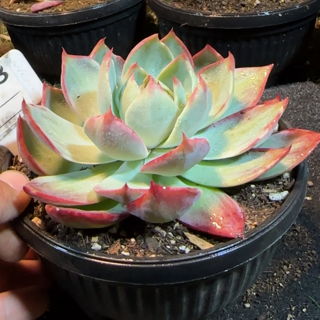 花脸783拉丝惊鸿一物一拍包装收缩花旱