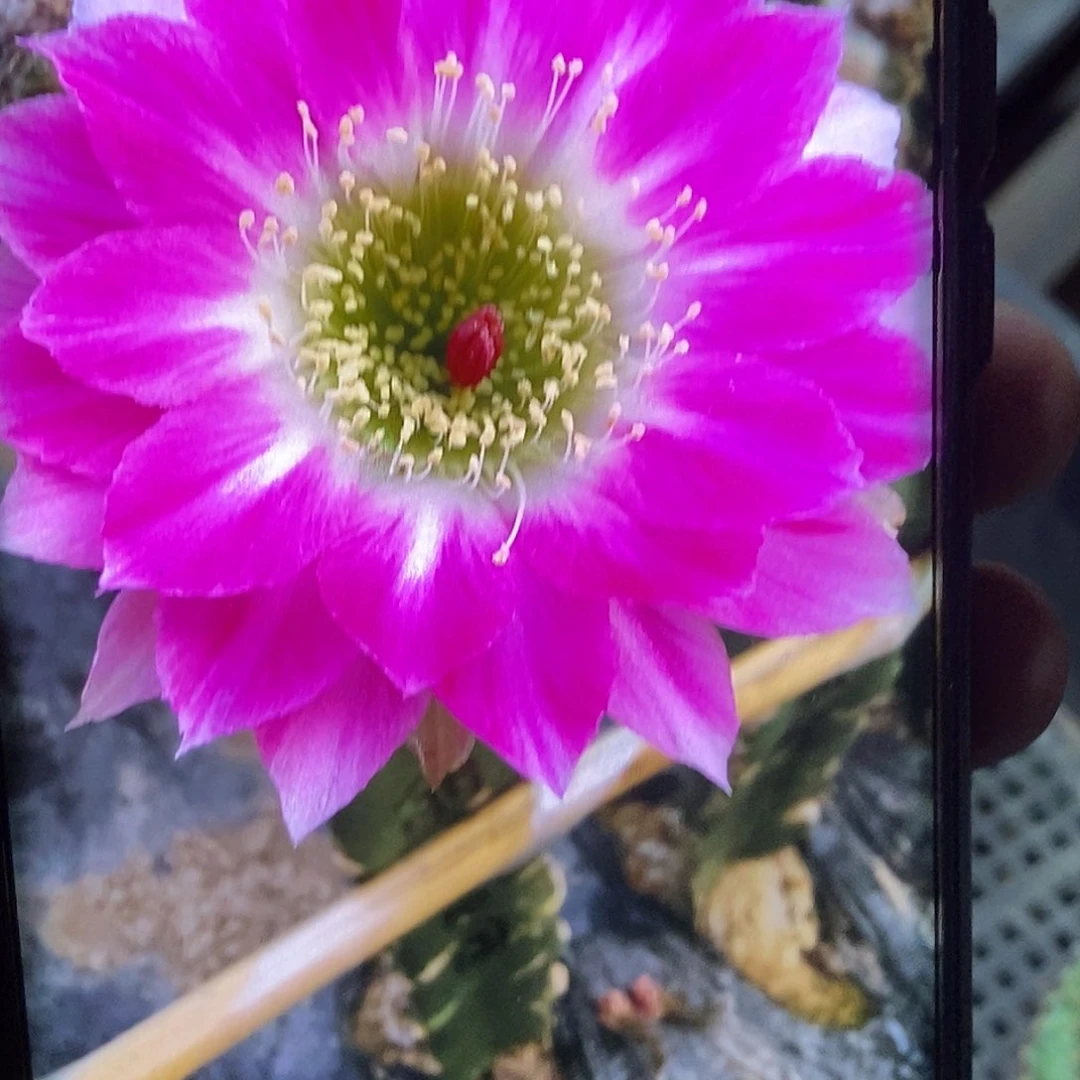 丽 同心圆侧芽 歪 20包邮4公分