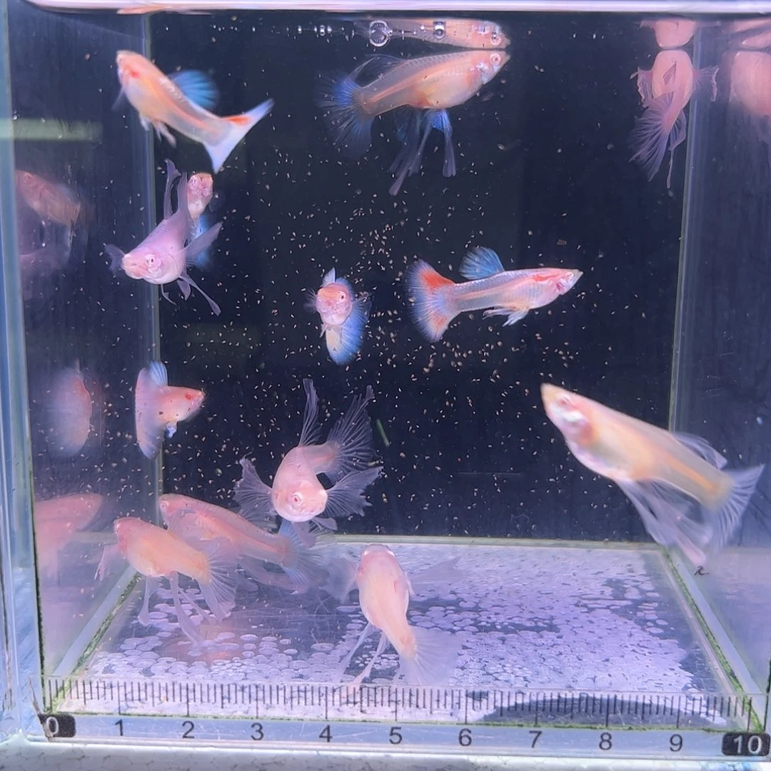 孔雀鱼福利火烧云绣球8母5公