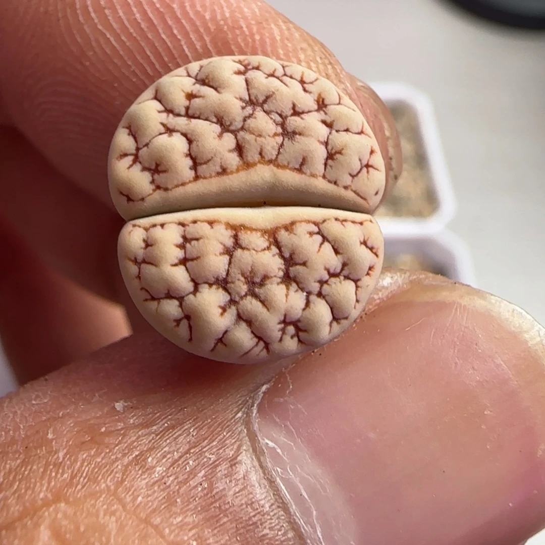 24 生石花大棚直播
