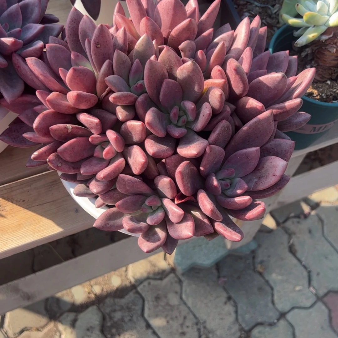 桃花源大群生多肉植物