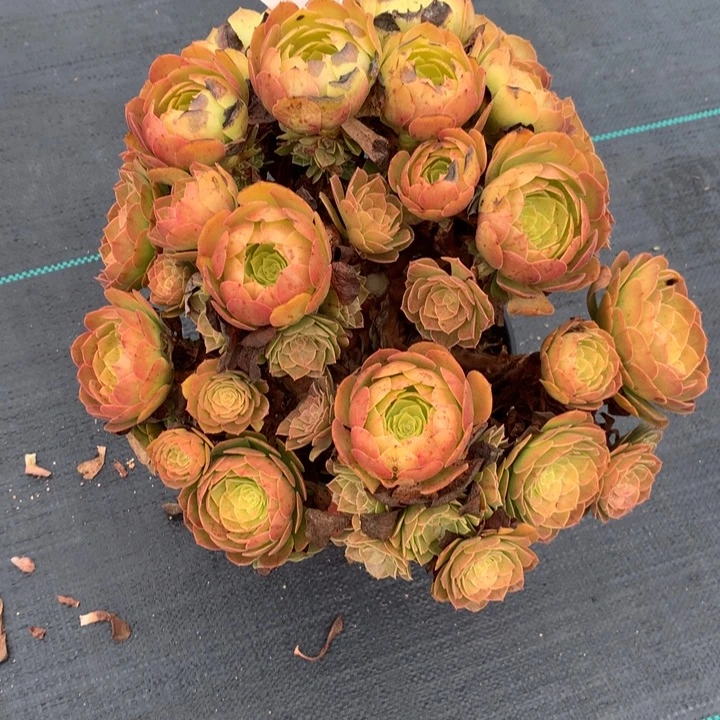 花****1371万圣节多肉特价不售后