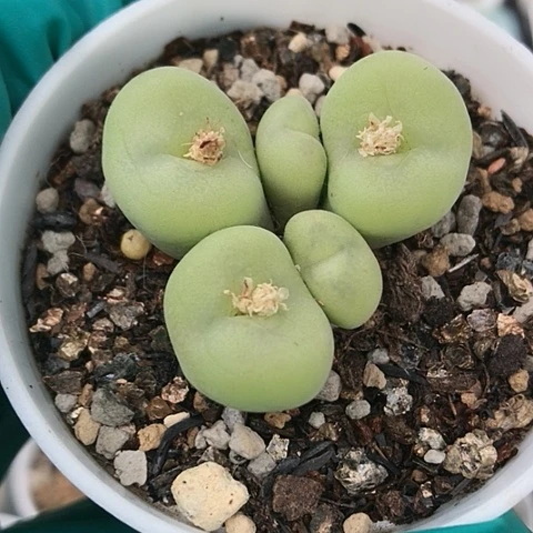 多肉肉锥园艺空卡佛