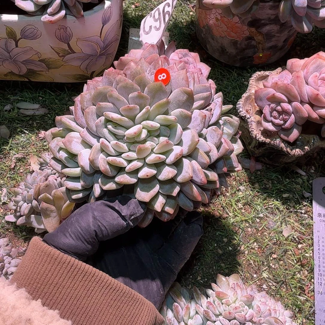 星影缀化龙头龙尾实生