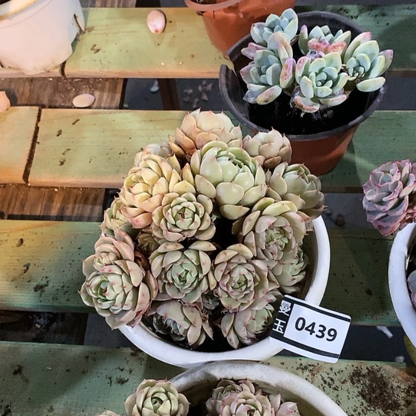 【闪购商品】笨吧0439多肉