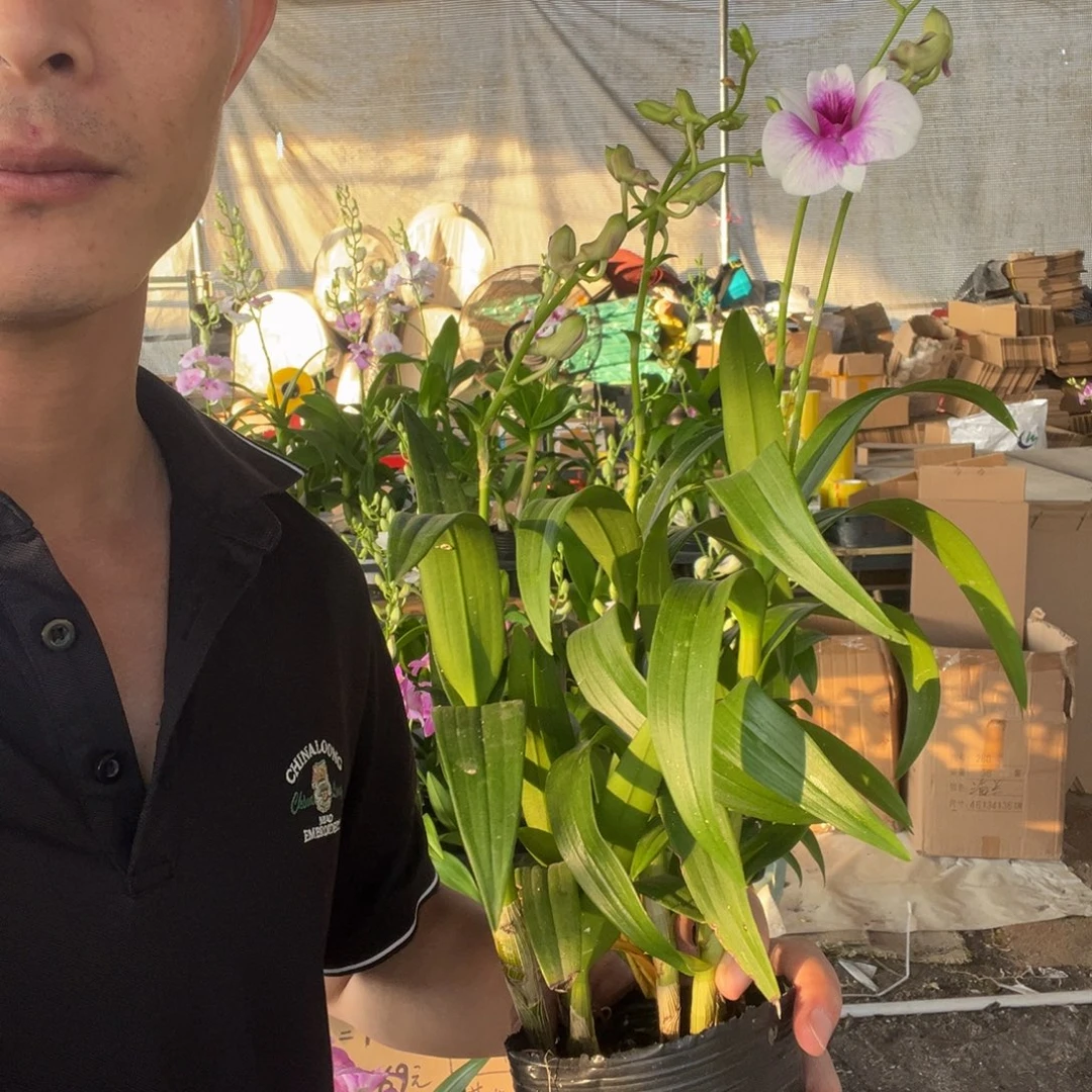 大部分花苞少量开放秋石斛粉黛3支花原盆