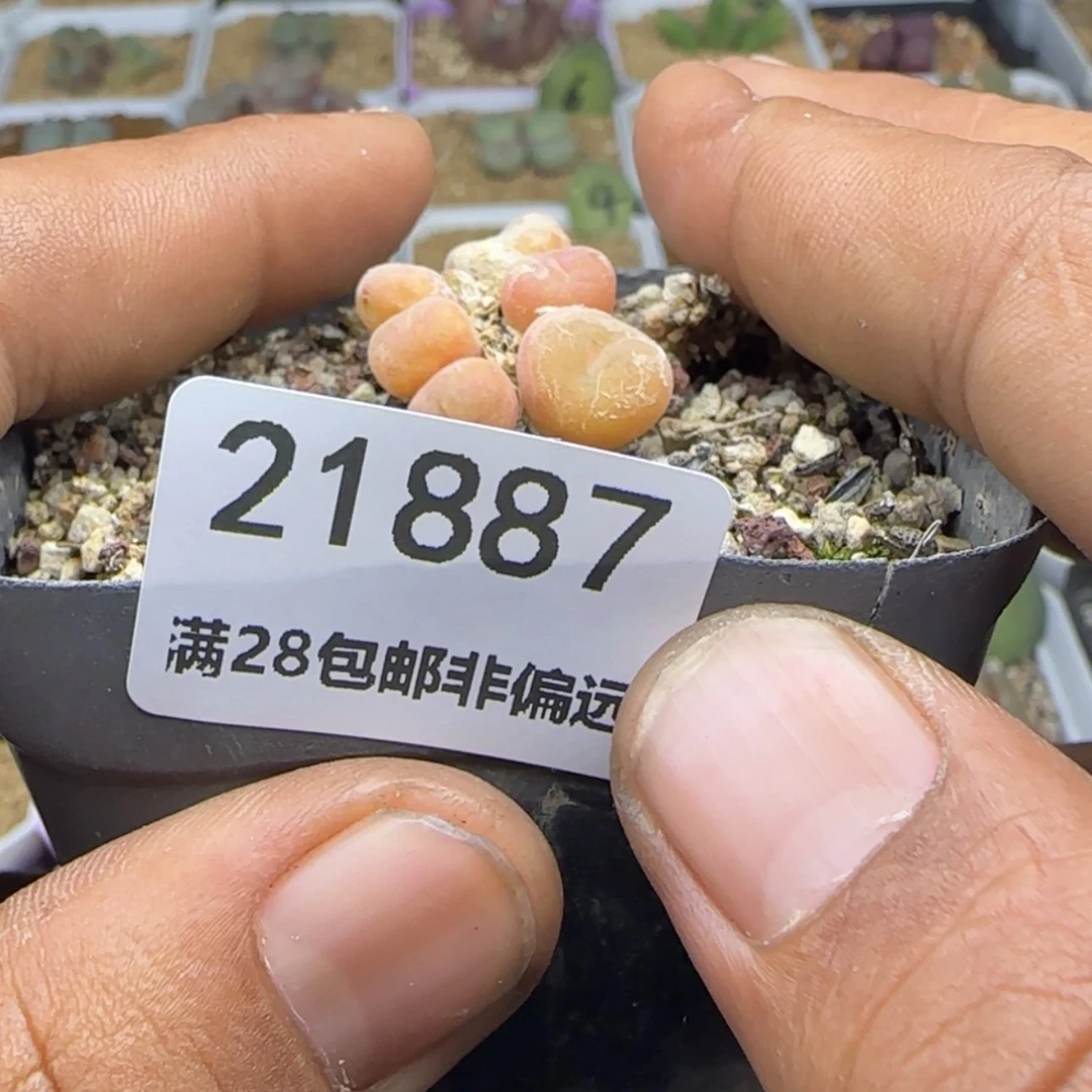 【闪购商品】金*凰21887