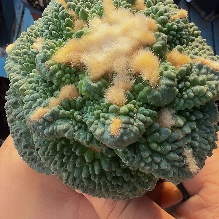 波龟甲怒309仙人球开花