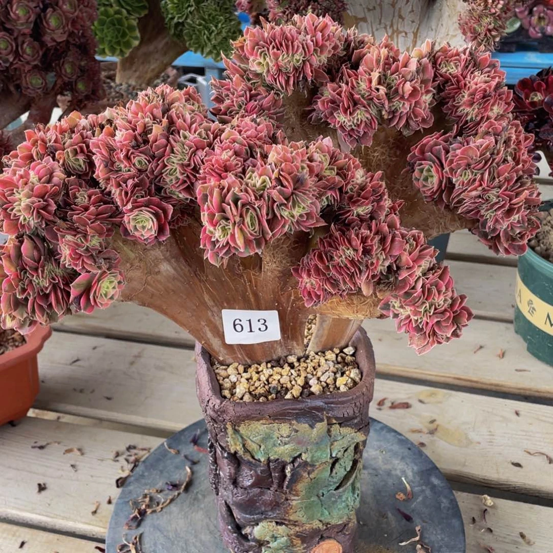 鹹***7613号粉女巫法师