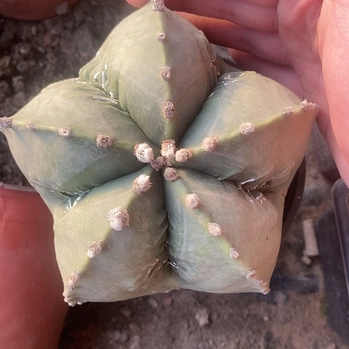 落地矮胖鸾凤核桃