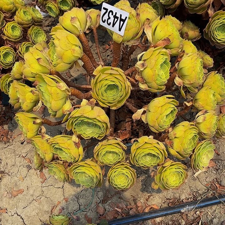 无花朵万圣节14-34包邮法师