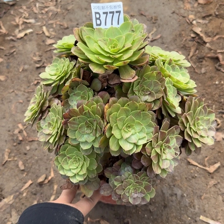 花月夜……多肉植物……
