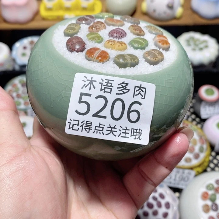 带盆土植物 一物一拍5206