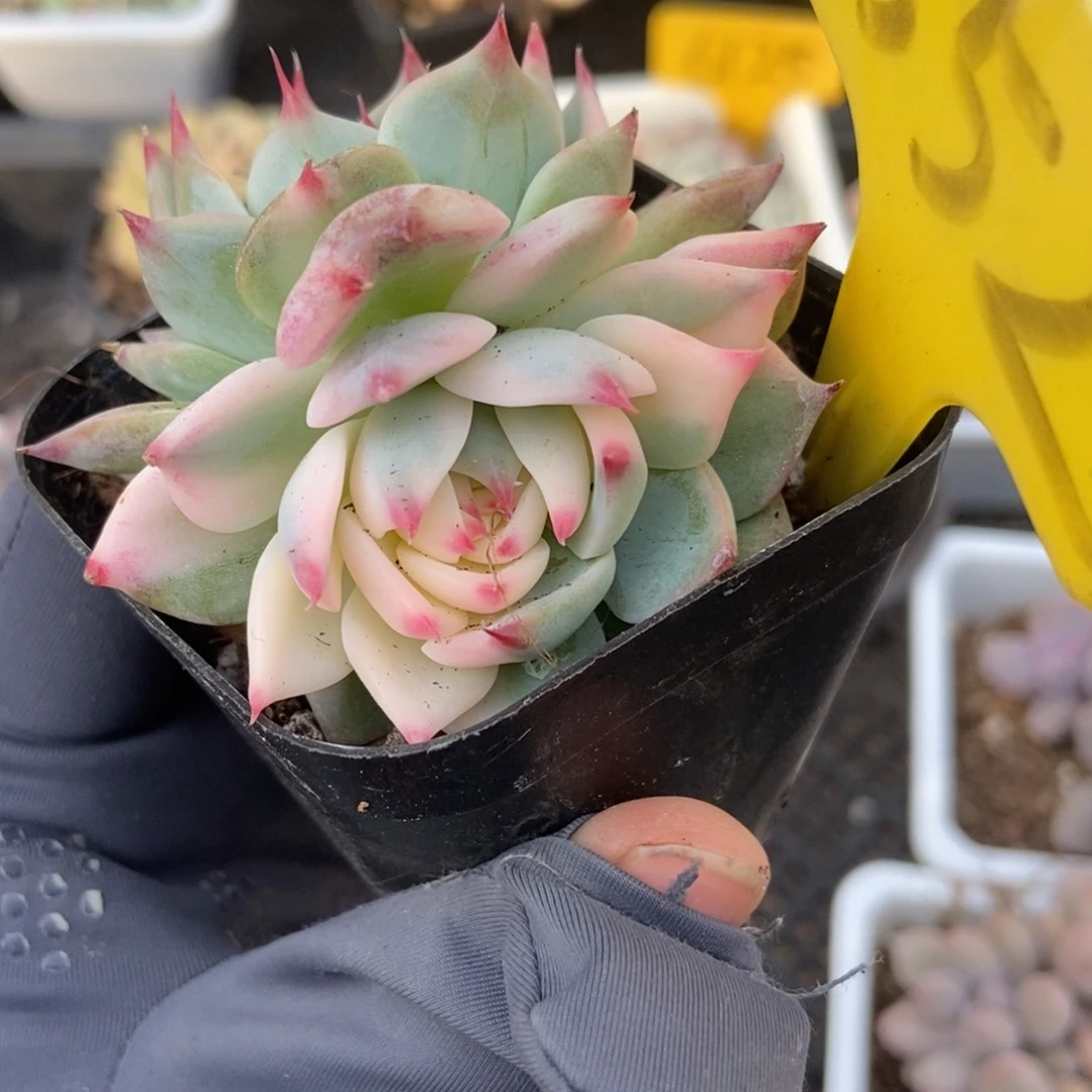 552吉娃娃锦多肉植物^_^