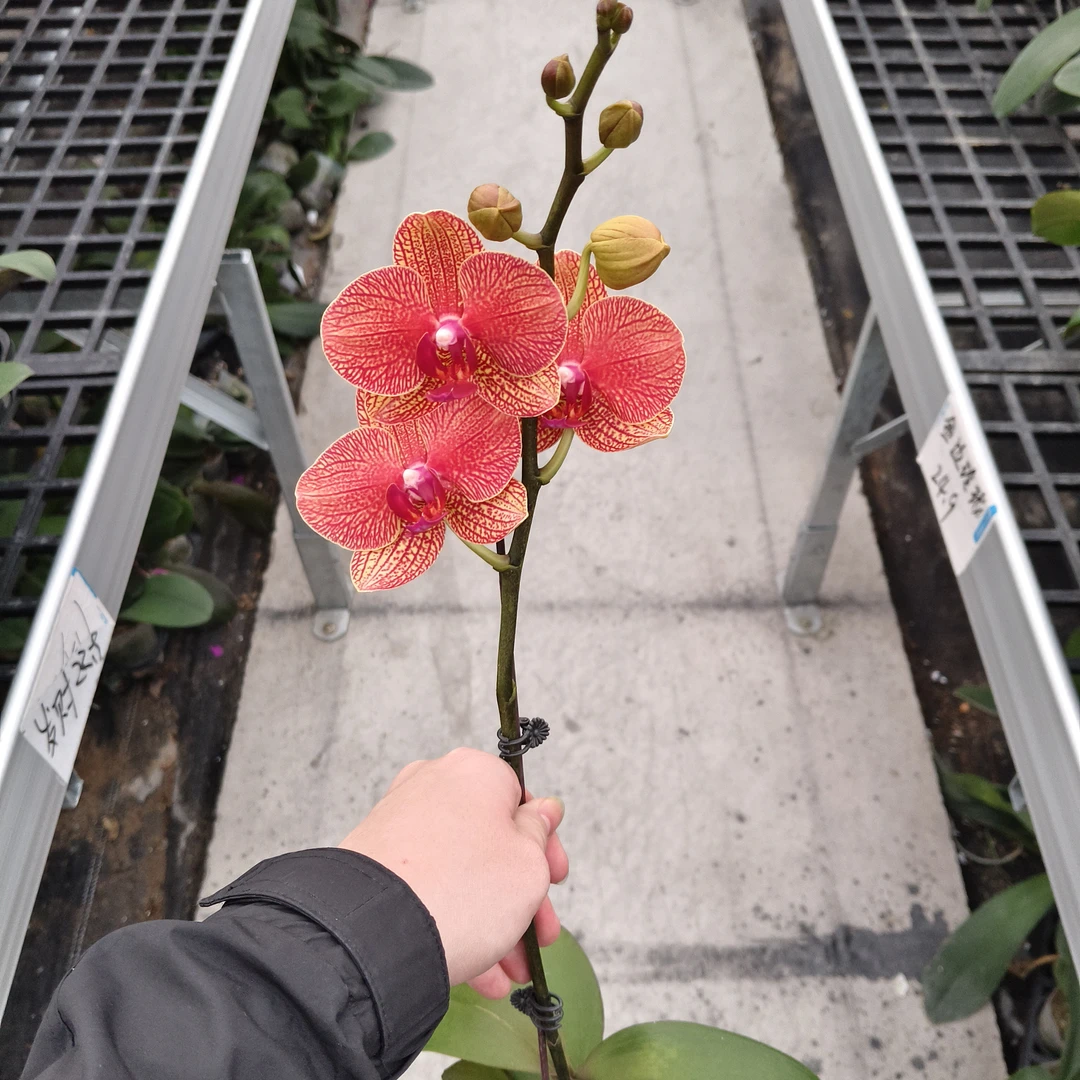 蝴蝶兰【金秋】花苗盆栽带花剑花苞客厅室内四季好养观赏花卉