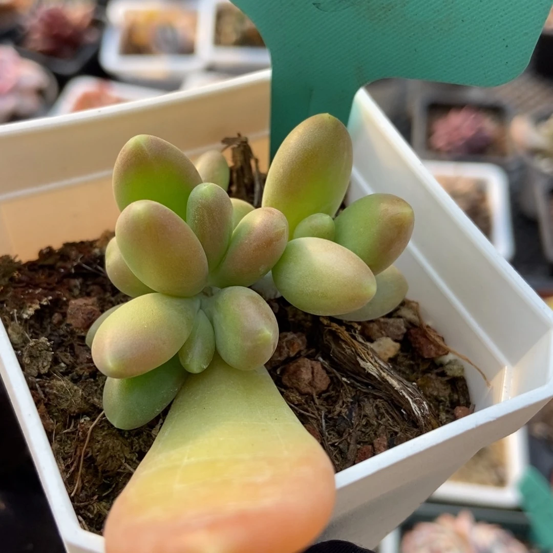 1083芒果奶多肉植物保护