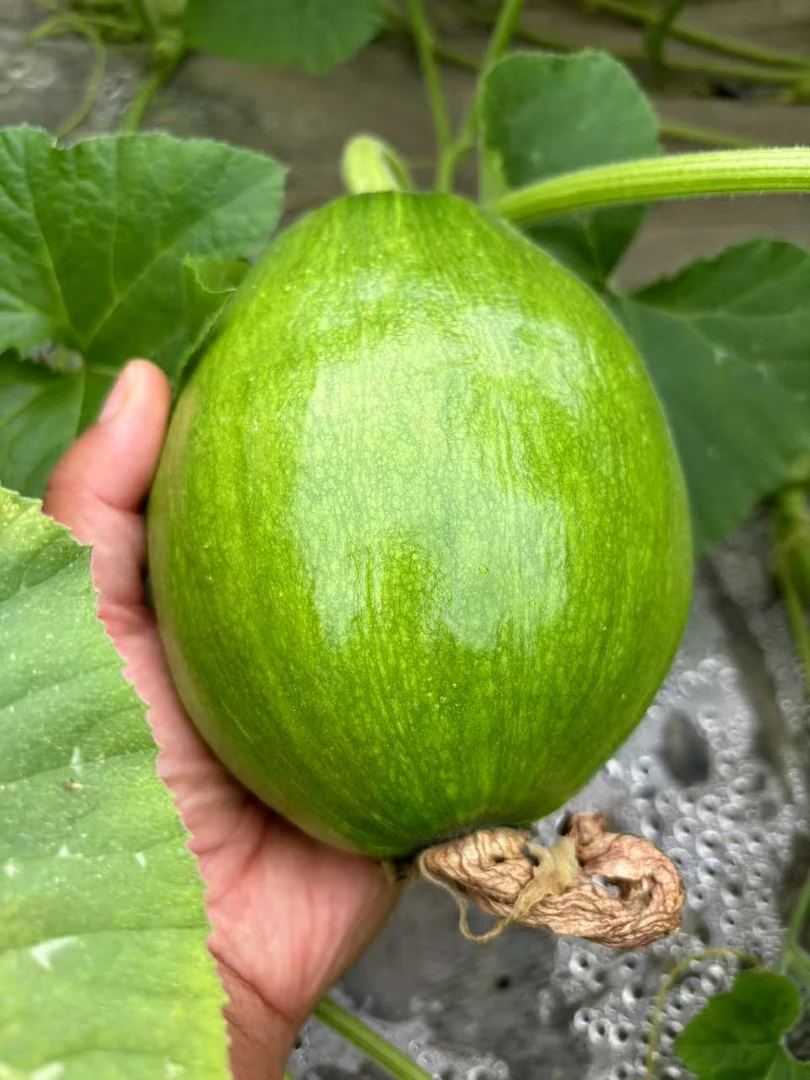 【云南小南瓜】露天种植新鲜现摘现发5斤装宝宝辅食