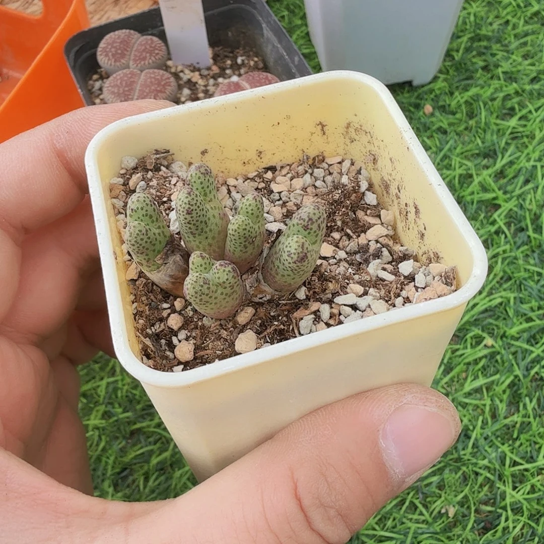 ꧁***꧂啊啊啊啊啊啊啊啊啊啊