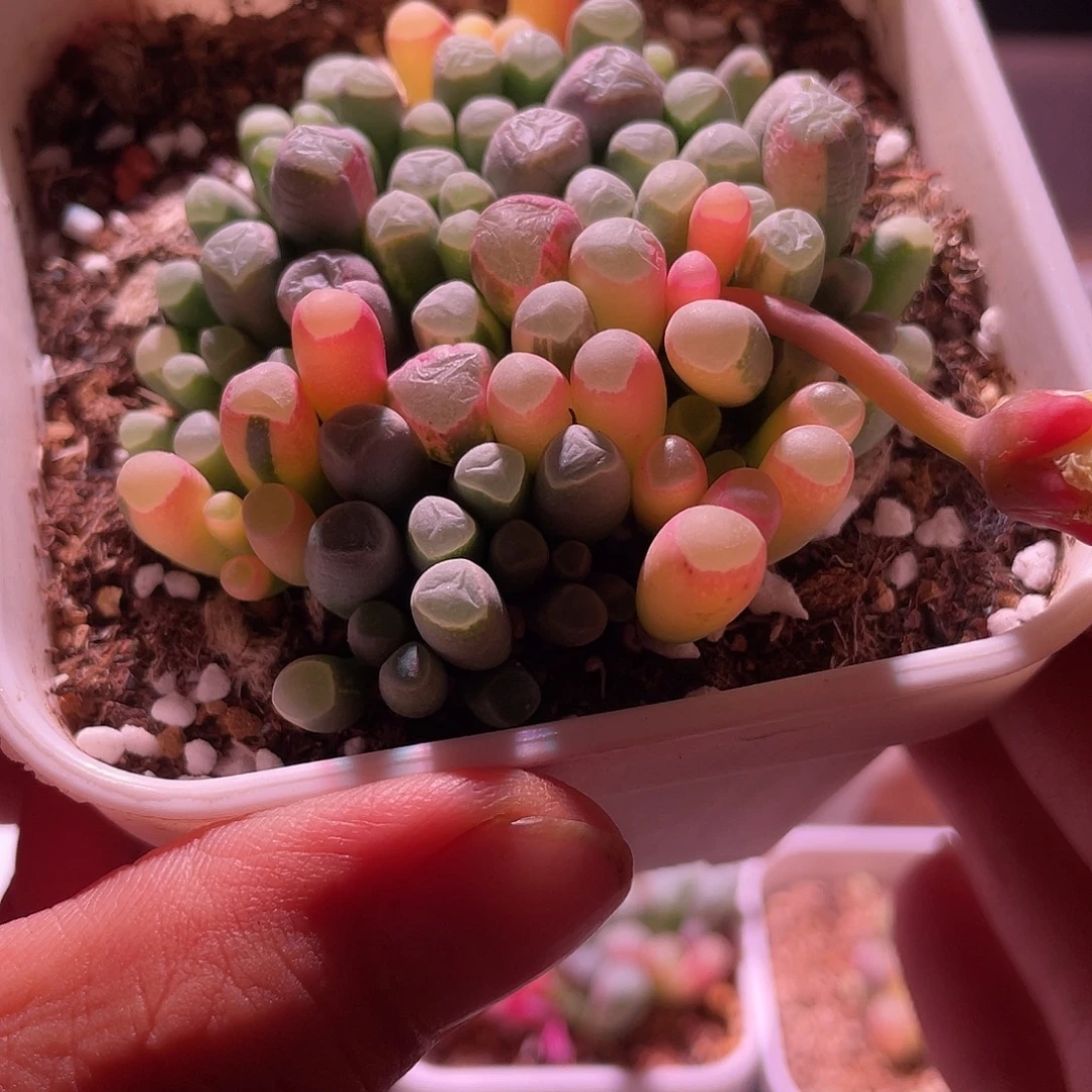 五十玲玉锦特价包邮