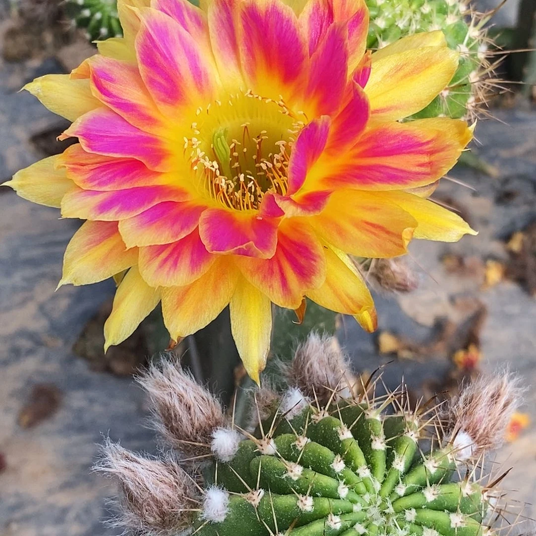 丽 阳光明媚侧芽歪20包邮/4公分