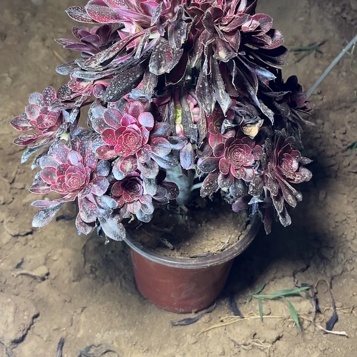 多肉植物法师丽娜29