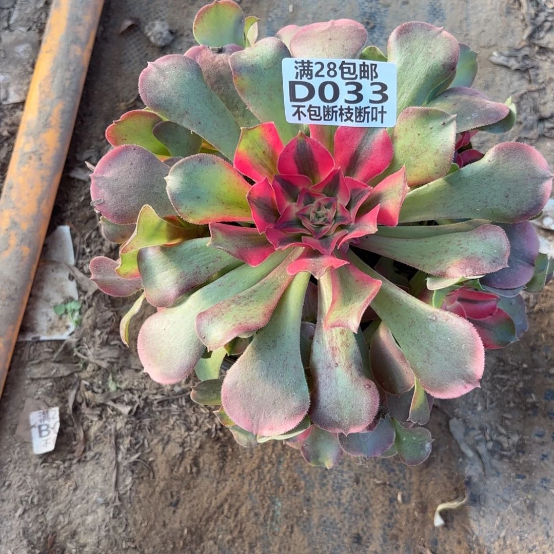 M. 033香妃多肉12223