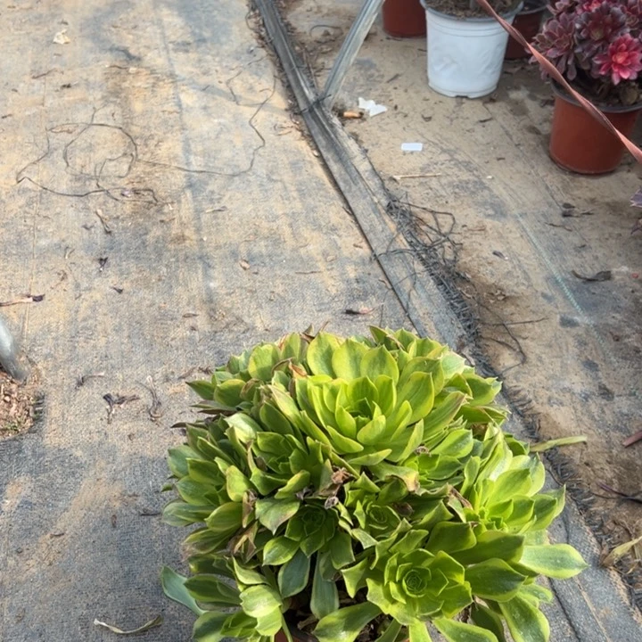 20青多肉多肉多肉