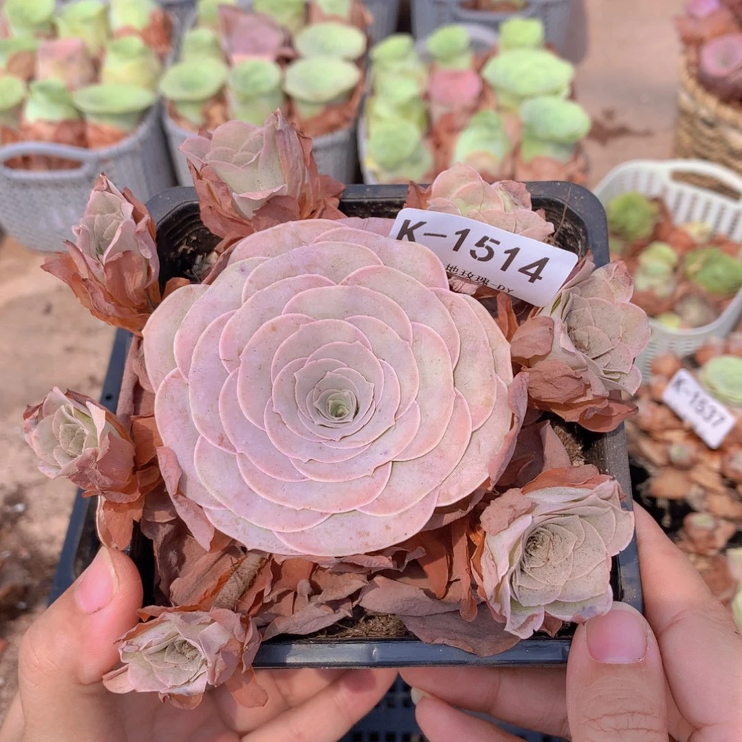 1514 会掉侧芽不售后