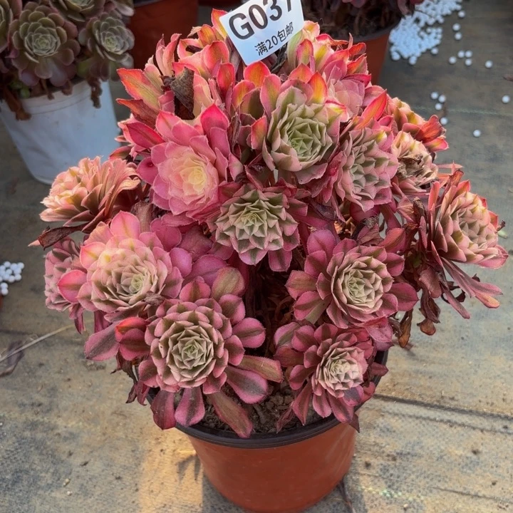 瑞妈多肉园艺，037