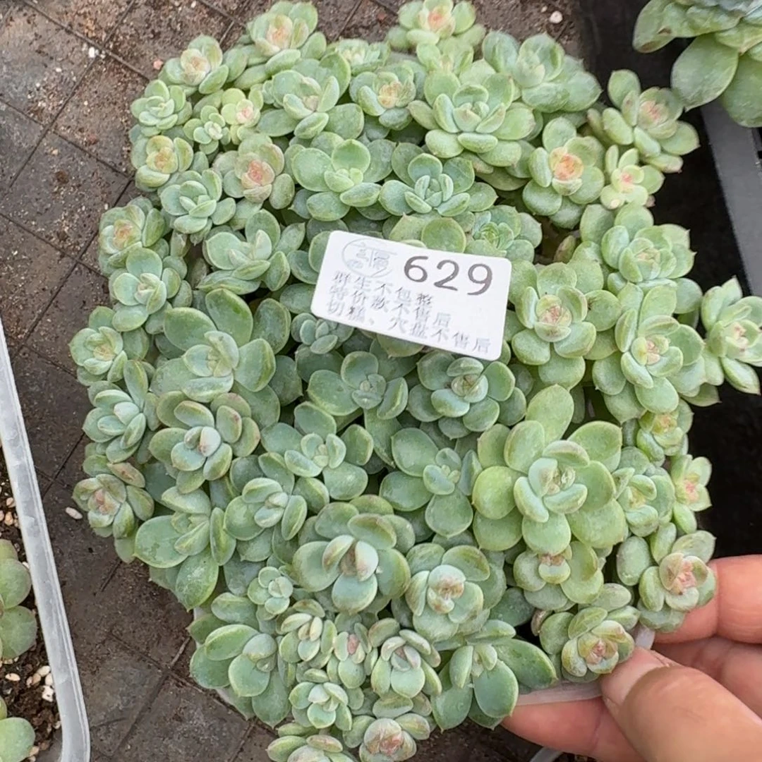 如****如图629年年有鱼一盒不售后