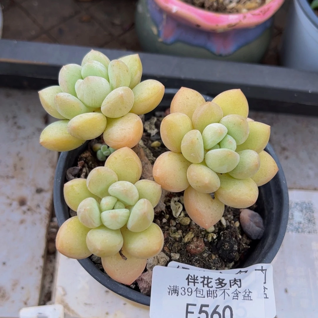 560-泡泡糖多肉7cm