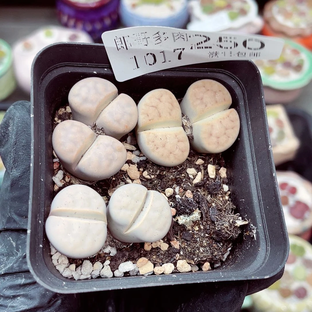 生石花满1 包邮1017-250