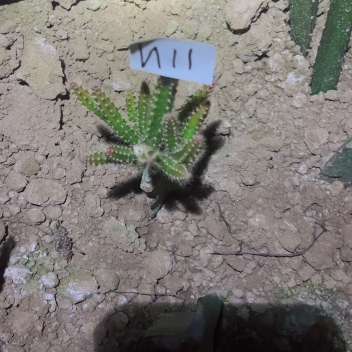 木**枝N1嫁接鼠尾令箭糖果25