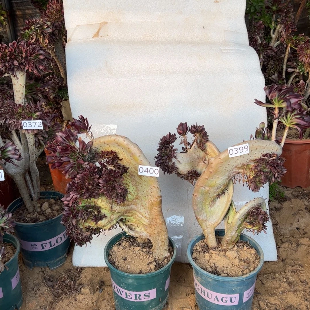 伤多两颗黑缀399.400