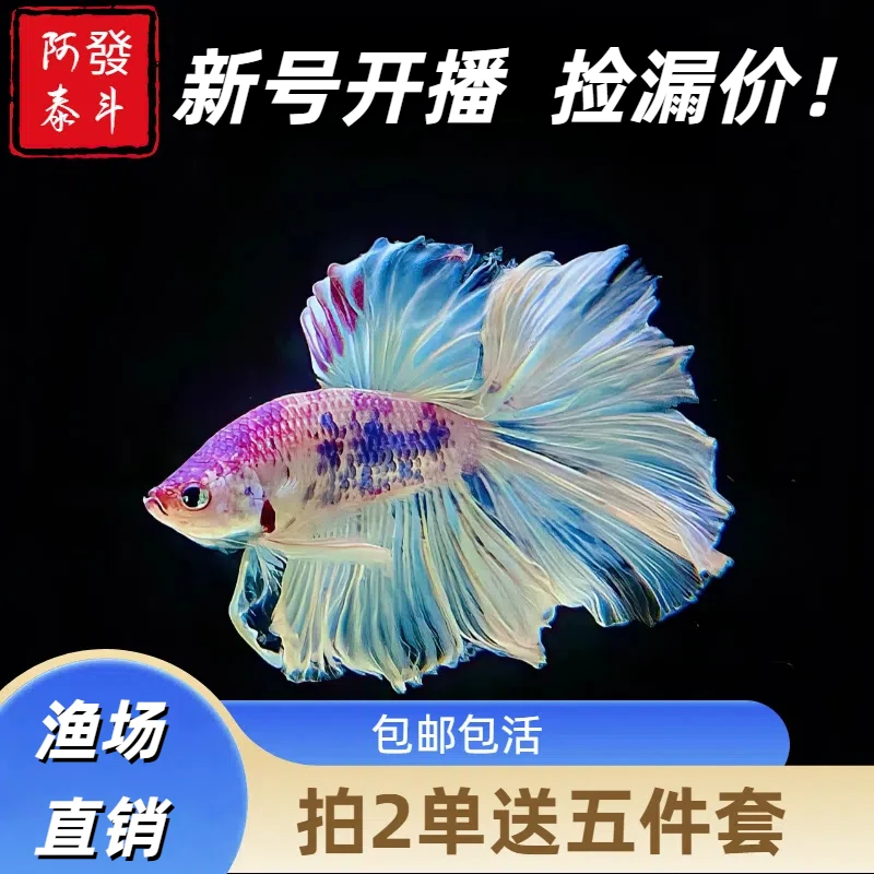 新号开播选鱼特惠链接793-816 泰斗热带小型淡水观赏鱼包活不包损