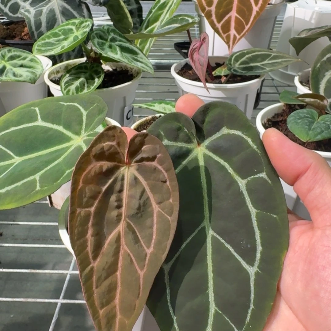 不开花植物1567 红水晶杂红巧