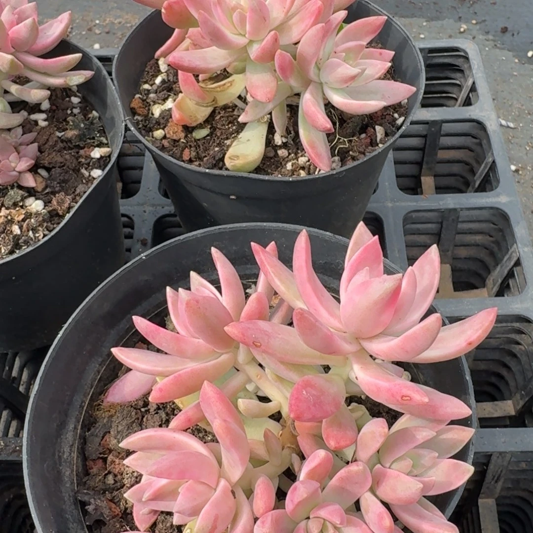 布丁锦一颗量拍8-20