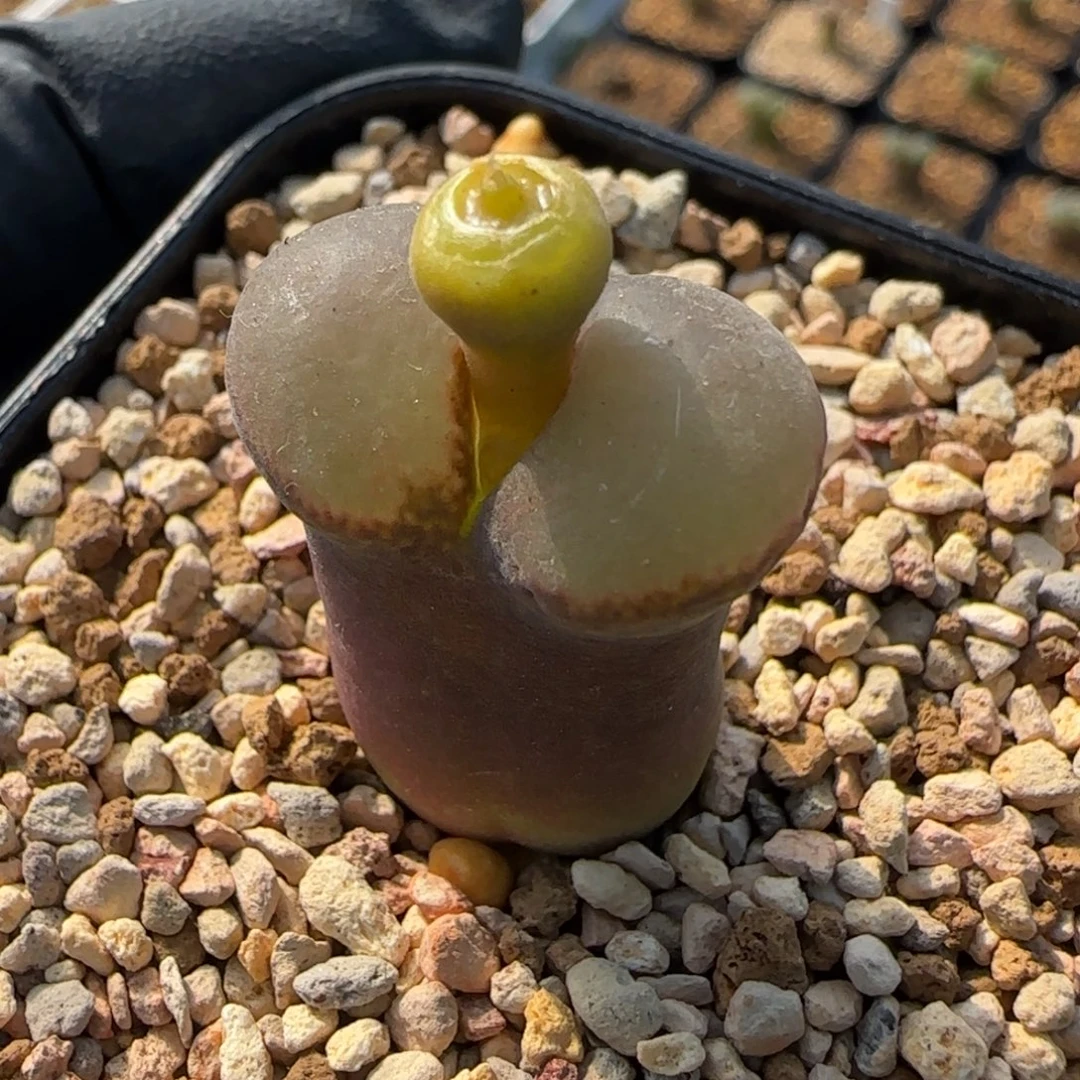 *****多肉植物紫体白窗粉女143号