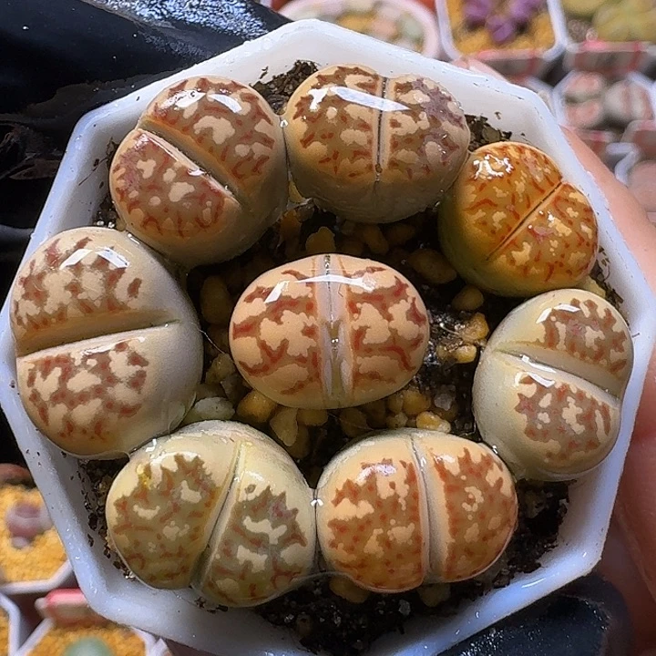 生石花112111。  156