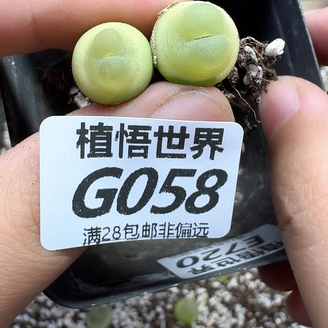 多肉植物的润泽fgb