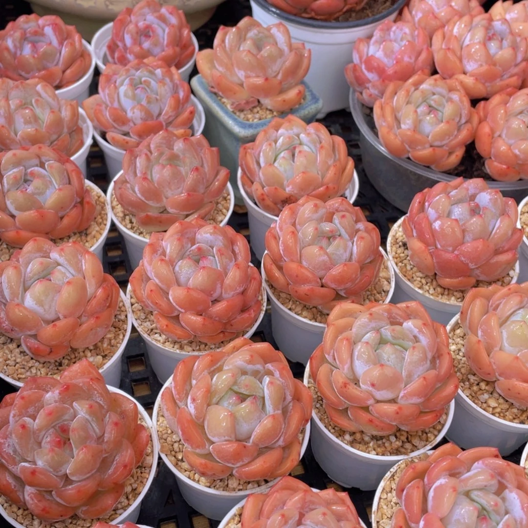 量拍66号 果冻韩版仙女橙单头5个