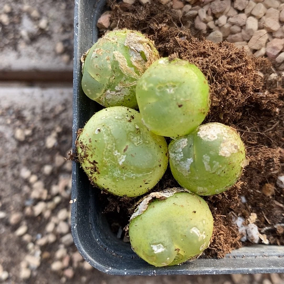 2434有瑕疵拉登一组。