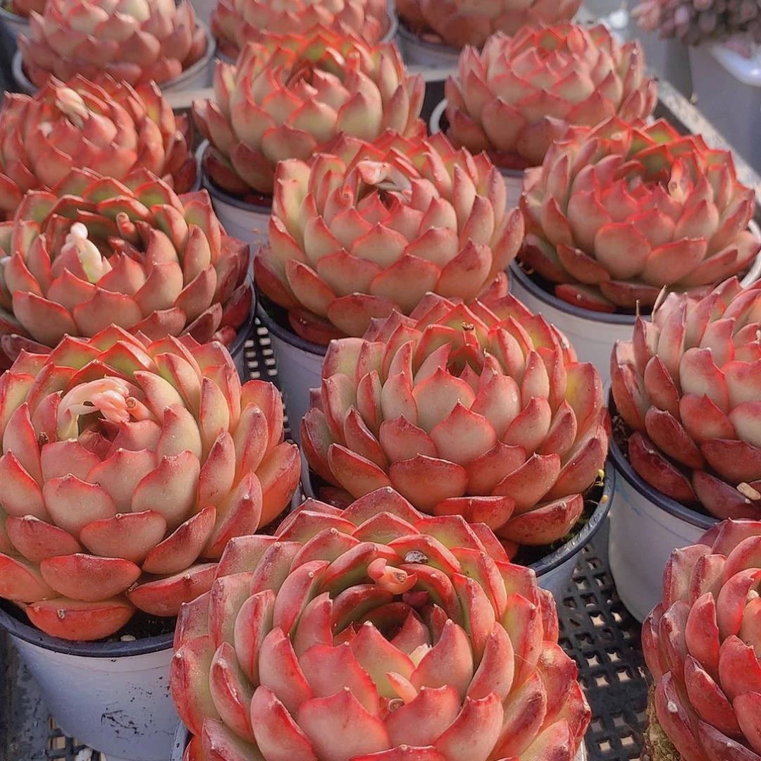 宝利安娜2356778999900