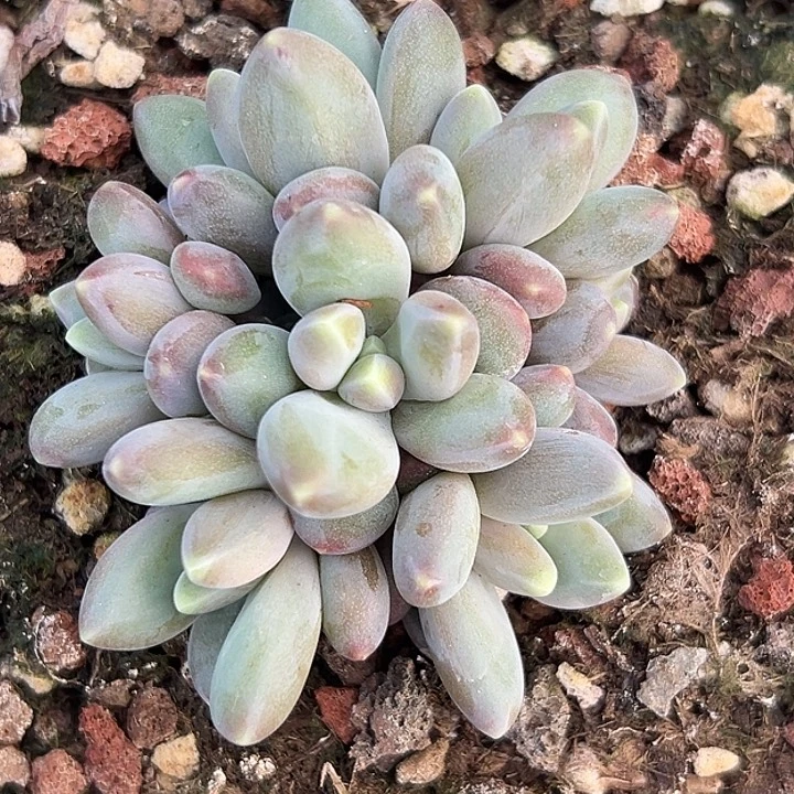 卡布奇诺优选美人特价