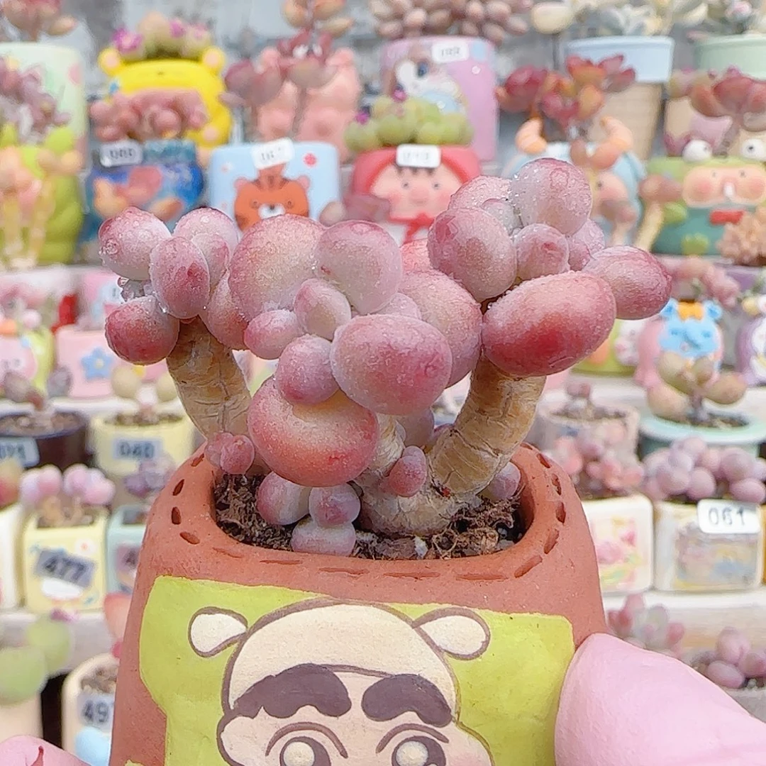 L 杂交苹果奶 盆口4cm