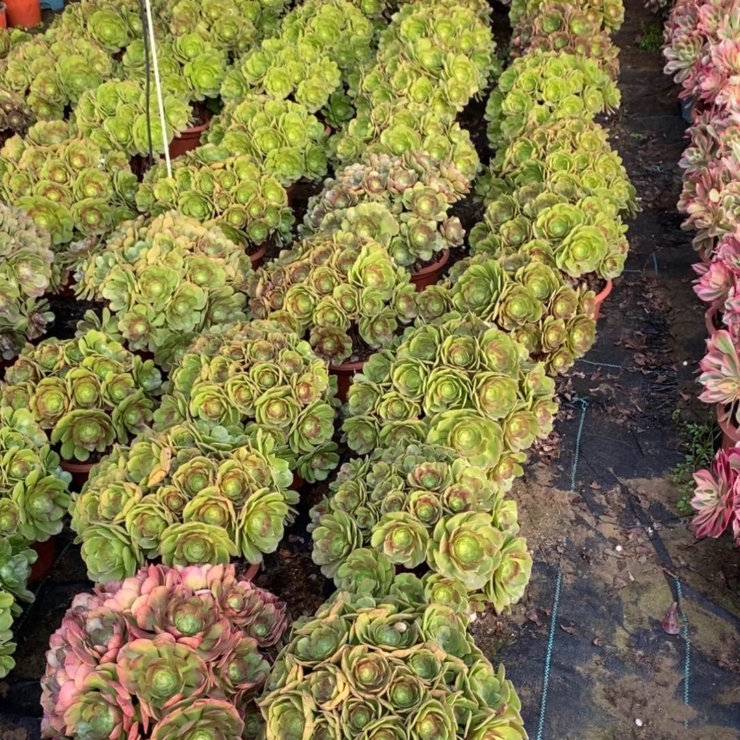 万圣节1颗多肉多肉