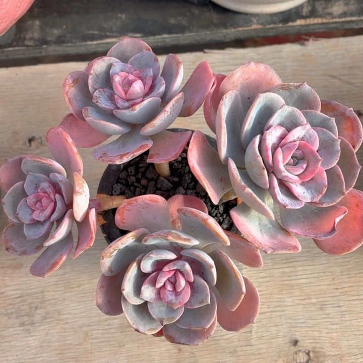 多肉植物 樱花季-4