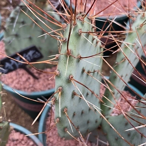 仙人掌金刺美穗一片现切（10 cm以上）