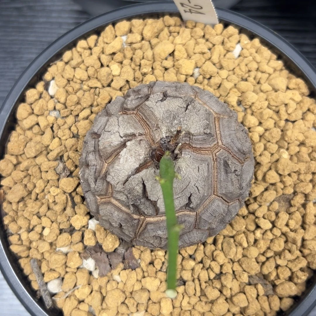 精品盆栽养定的龟甲龙24号