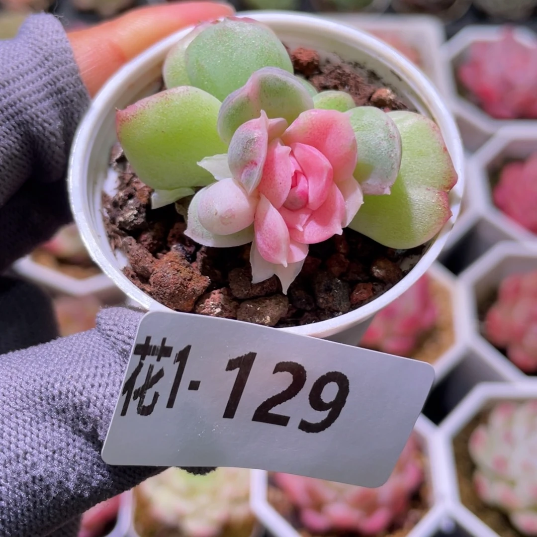 花利美  1-129新品